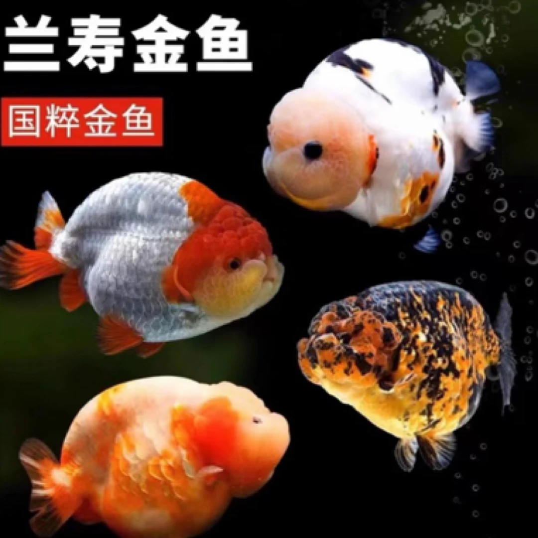 精品兰寿金鱼4-6厘米 15条好养可混养全国包邮 不指定颜色