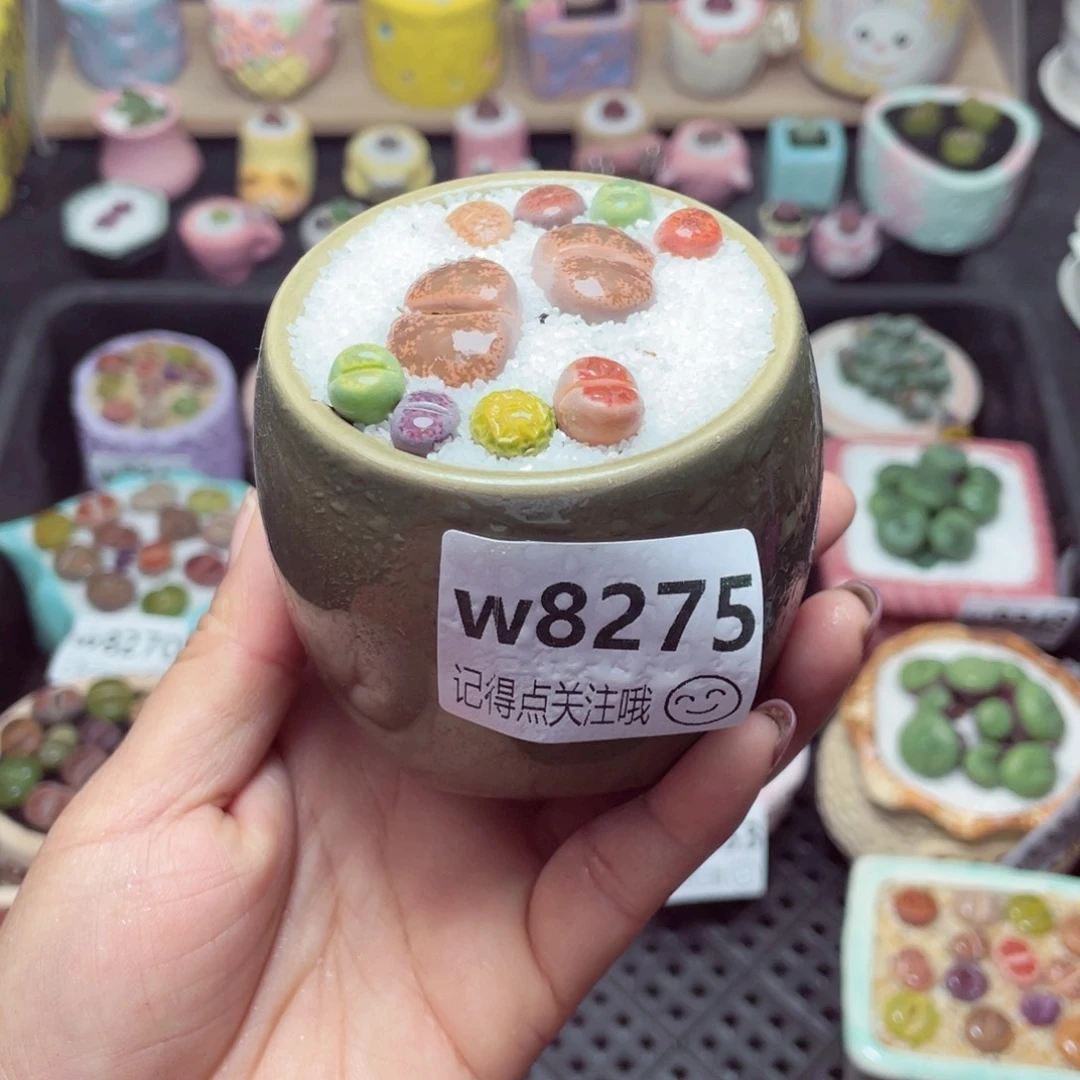 w8275 带盆土发货 -零下地区拍保温箱