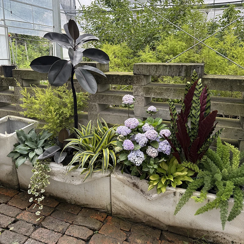 罗曼的花园耐阴小尺寸花境盆栽苗开花阳台花箱花境低维护观叶庭院