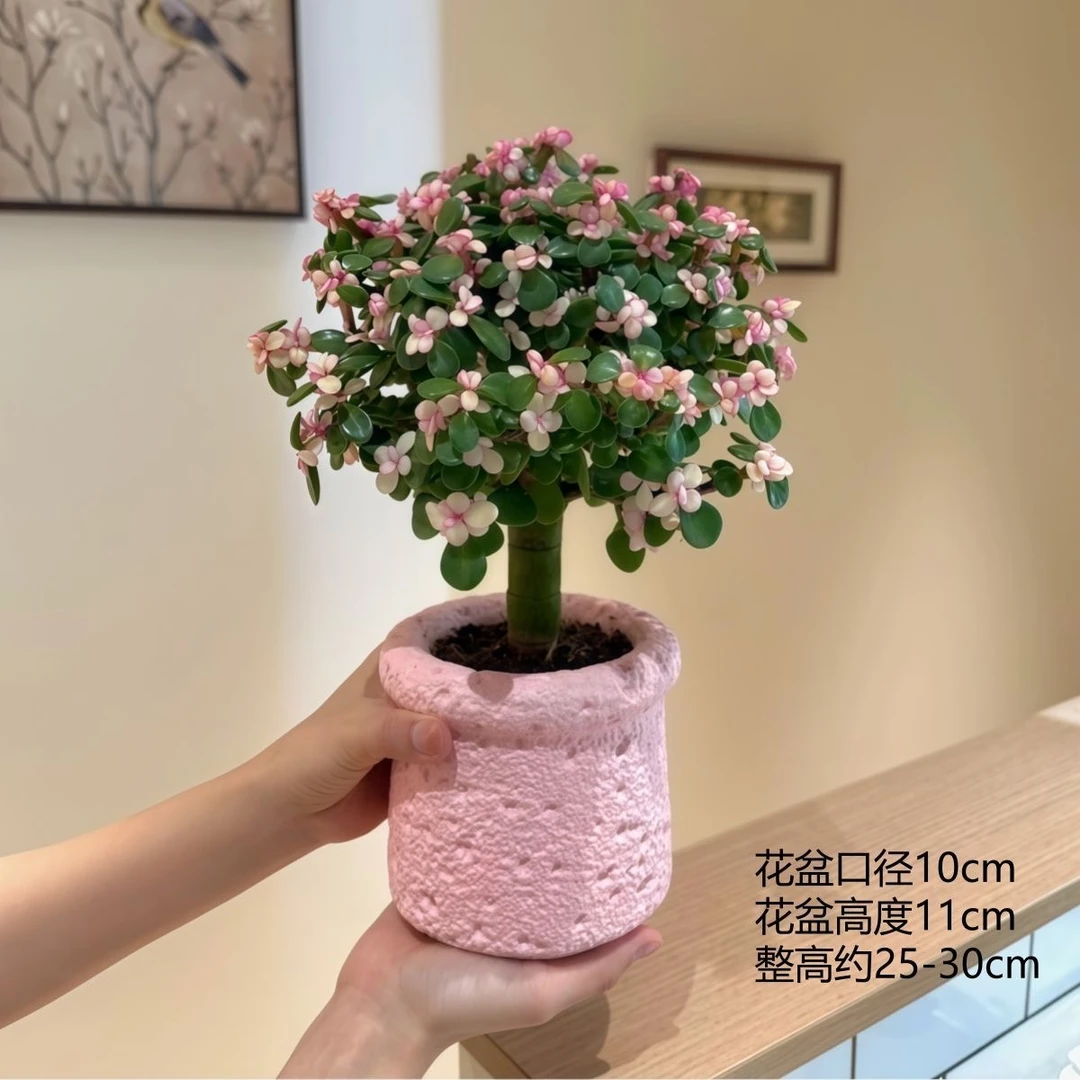 金枝玉叶棒棒糖造型老桩多肉植物四季开花室内阳台绿植花卉盆栽