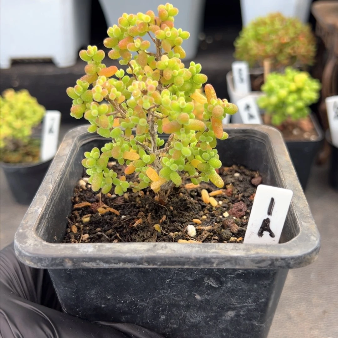 开播福利金桔1号