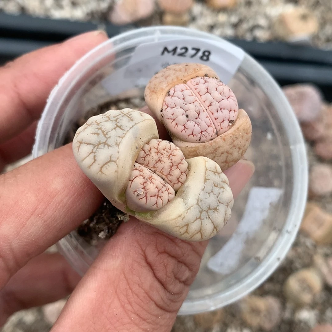 M278多肉植物纤维