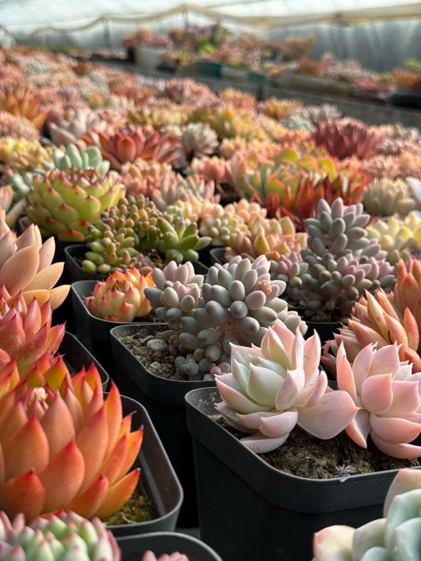 多肉专属链接十方精品