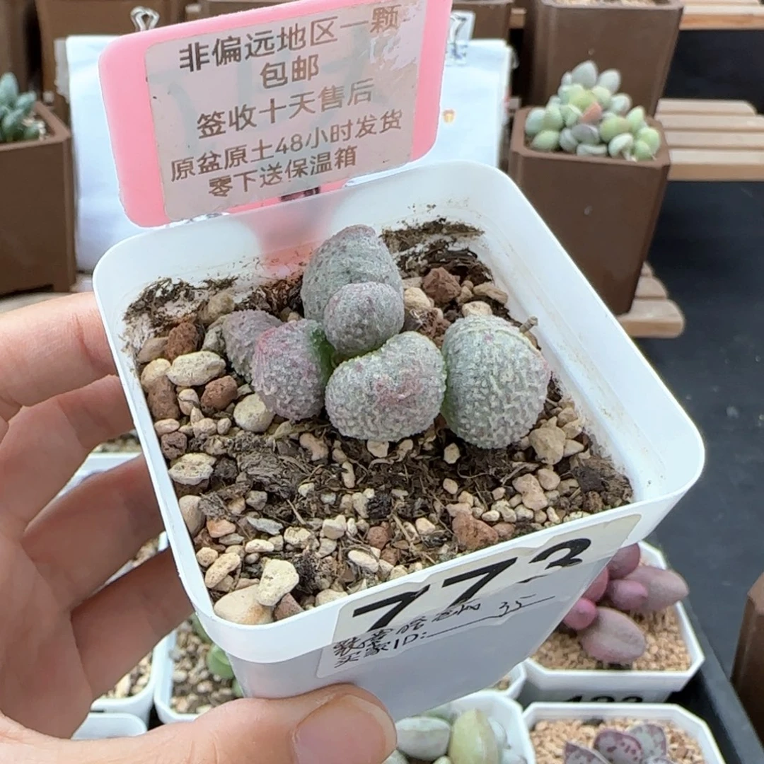 773翡翠哈莫杂多肉