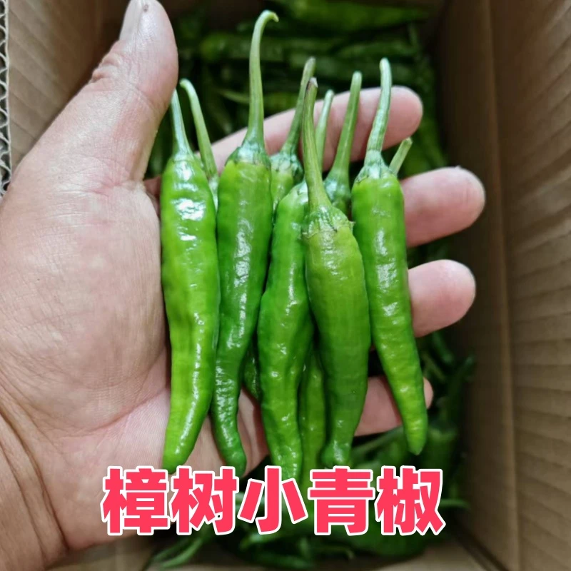 樟树港辣椒新鲜薄皮辣椒青椒小青椒农家自种辣椒中辣皱皮尖椒