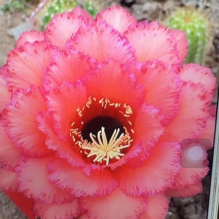 克斯丁侧芽5公分毛花柱