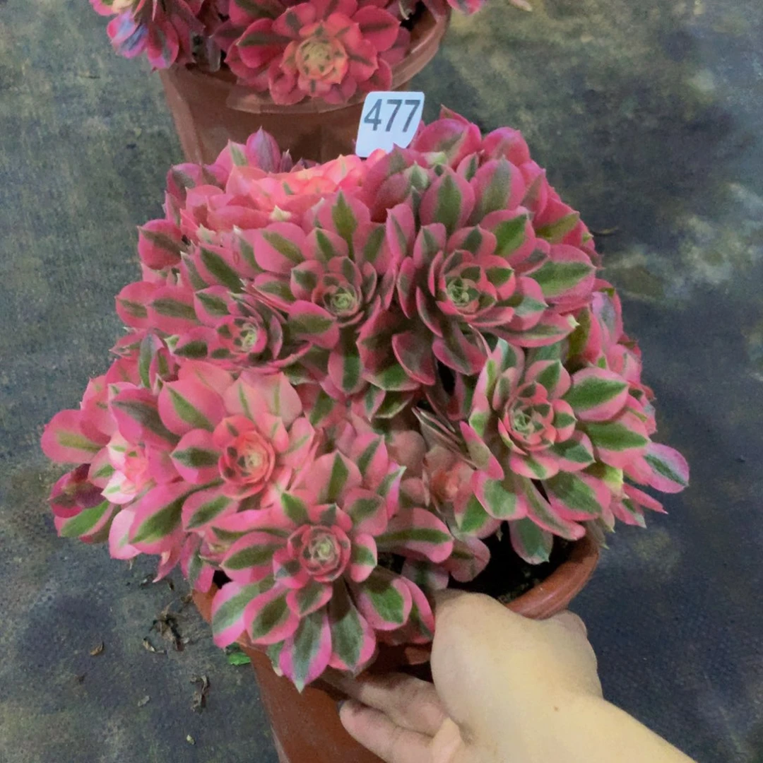 【闪购商品】木*477粉女巫