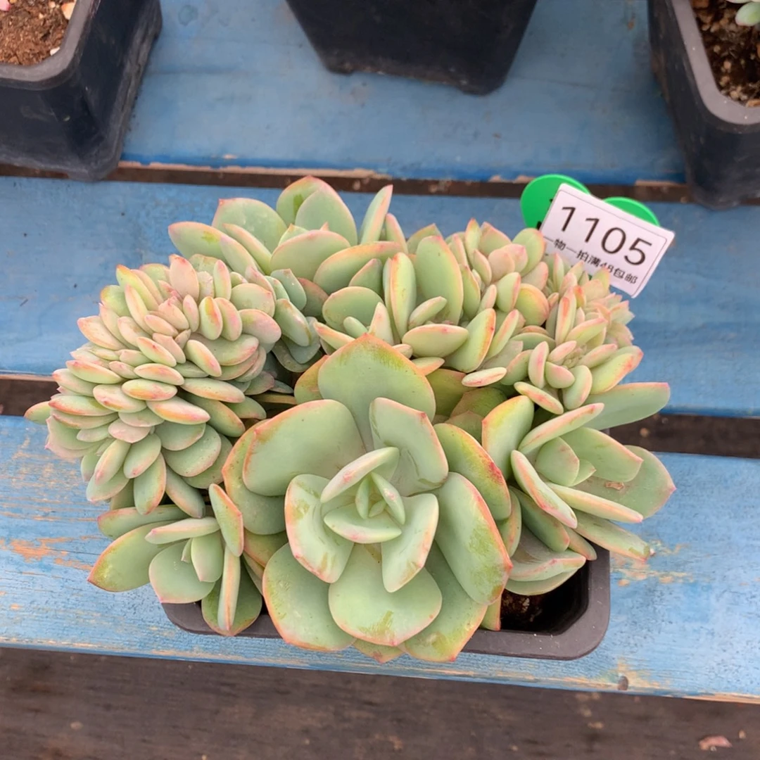 雪凤树缀一物一拍1105