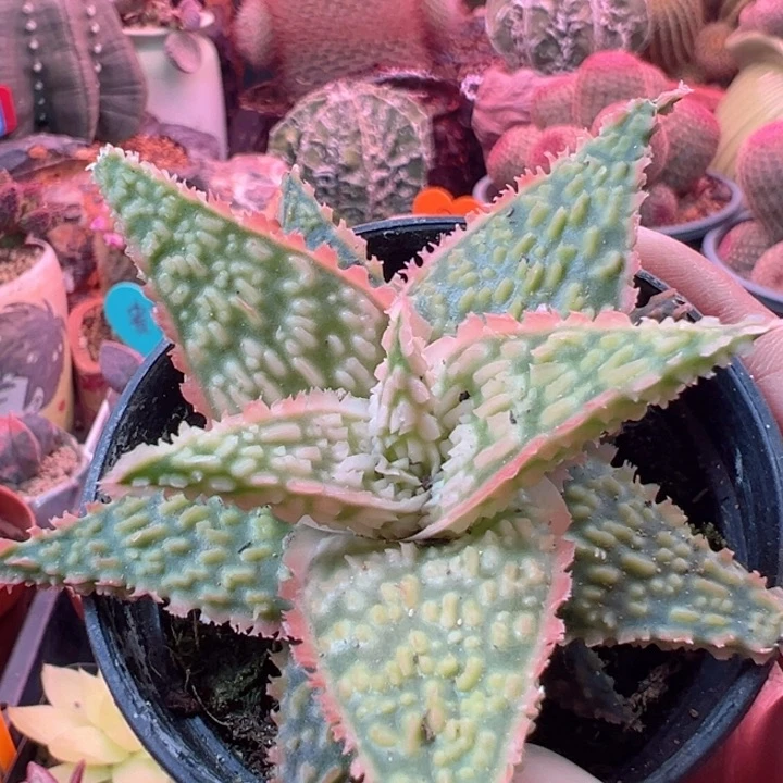 嗯哼我的小猪包啊我