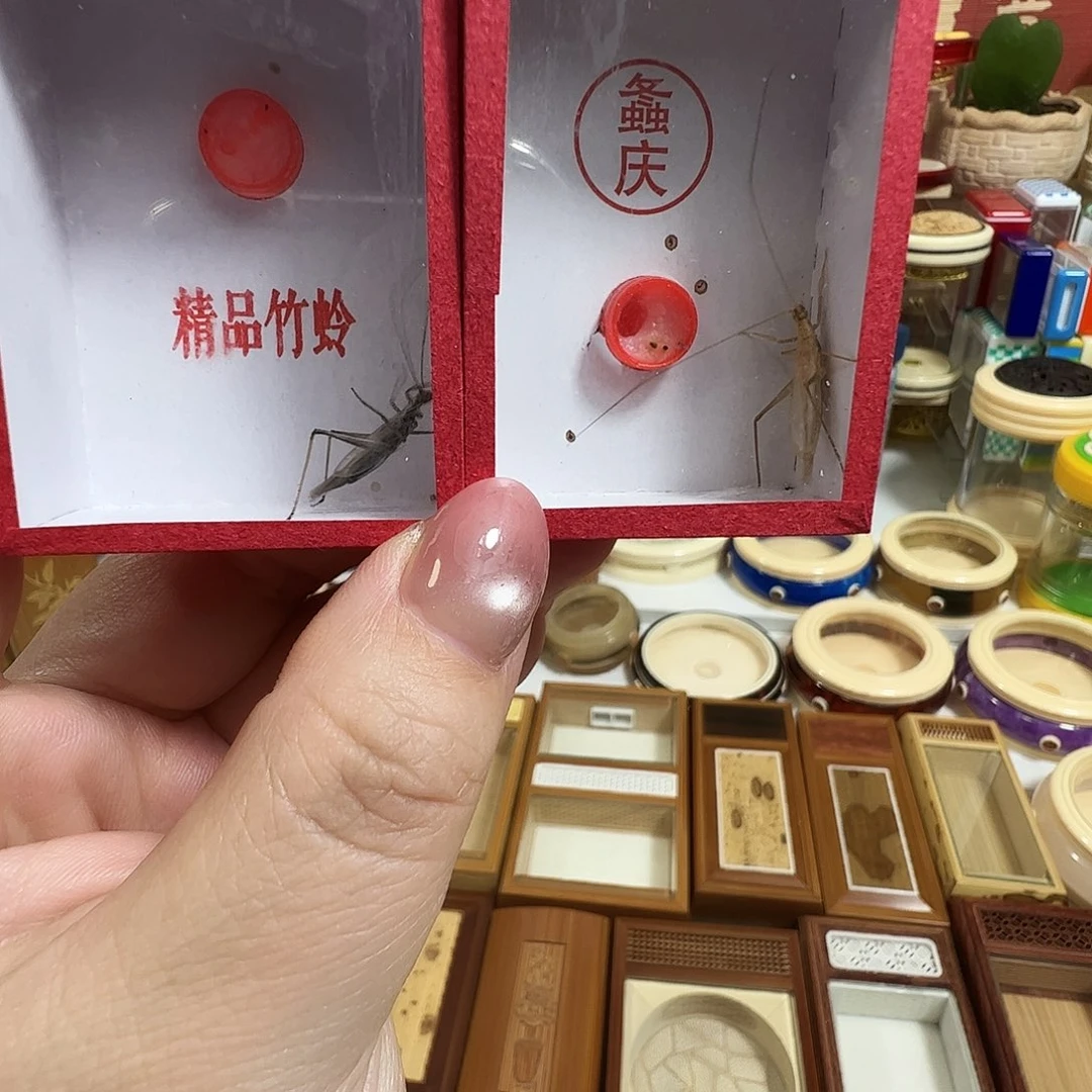 哈哈哈柬埔寨➕紫竹