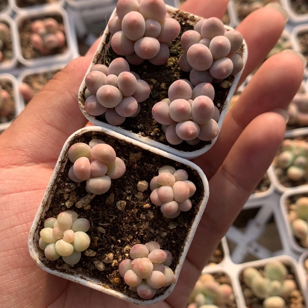 爱***菜黄油球 樱花奶多肉植物