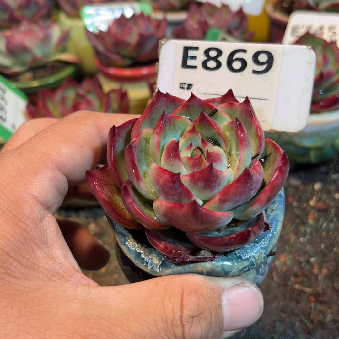 惊鸿一瞥869号多肉