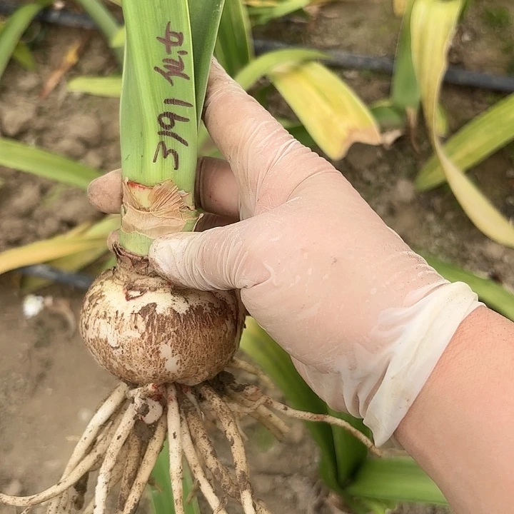 月**?仙女妮芙6+带土3191