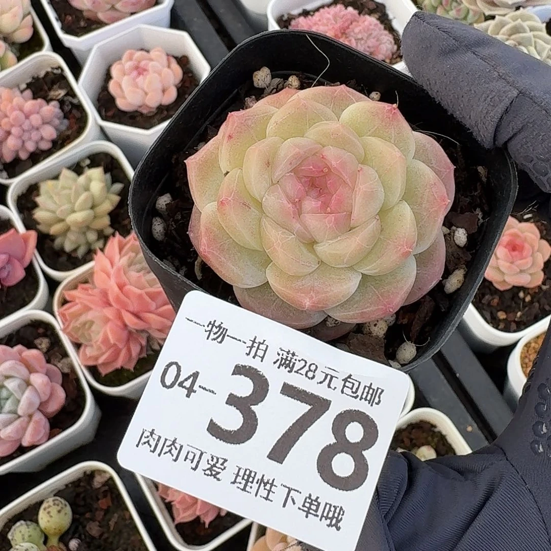 蜜桃釉无盆土发货无