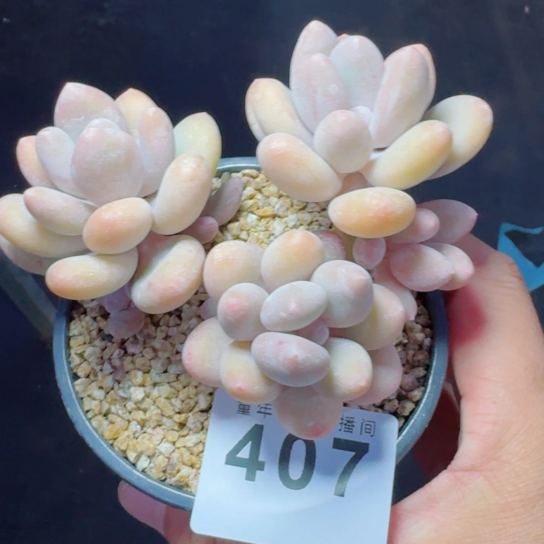 蛋黄奶优选            精美多肉植物