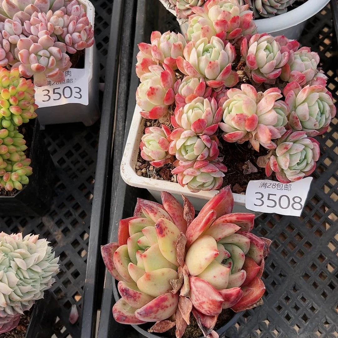 9号H***o我们的确是3508