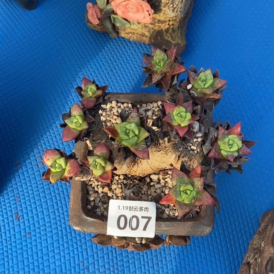 007多肉植物啦啦啦