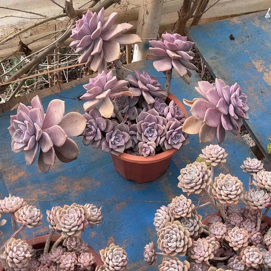 宣*紫乐多肉植物老桩37