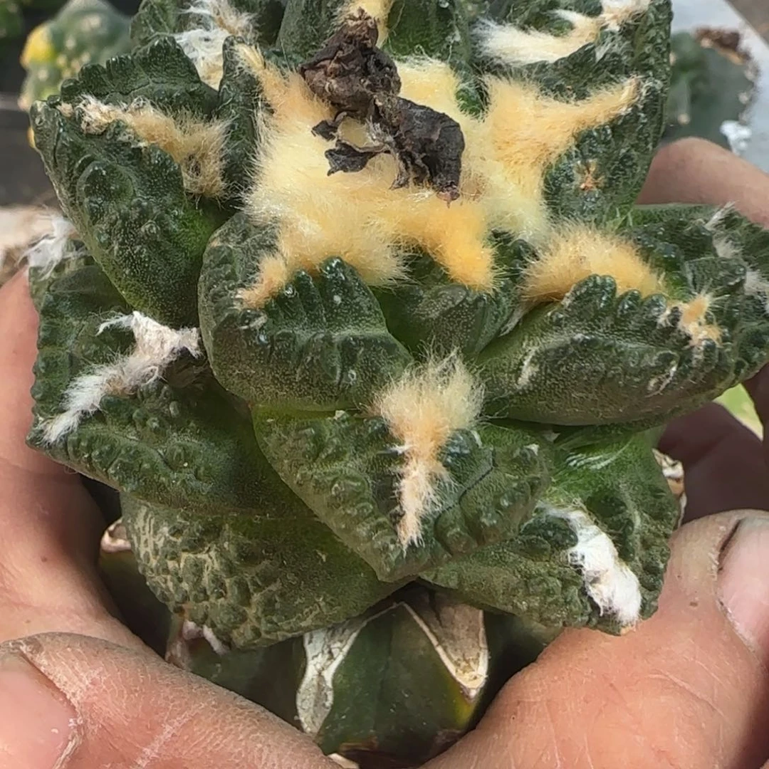 无花朵纯种苗接龟甲8厘米832