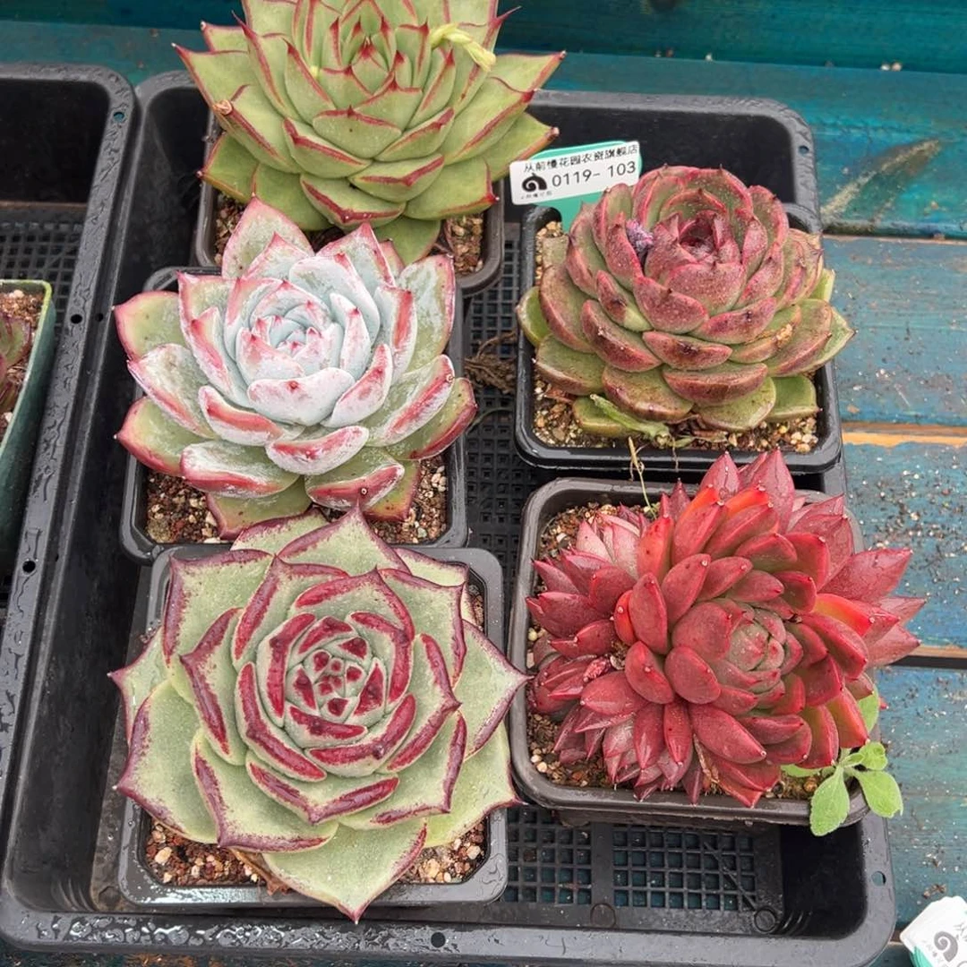 从前慢多肉精选编号0119.103