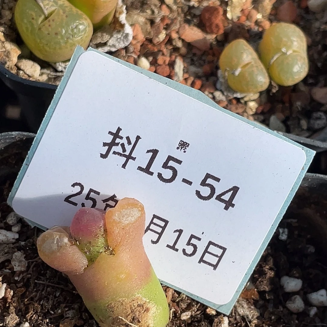 春****子15-54肉锥多肉植物