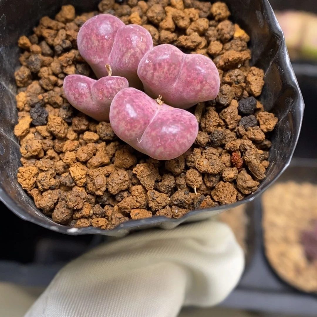 多肉植物肉锥杂交K-3618