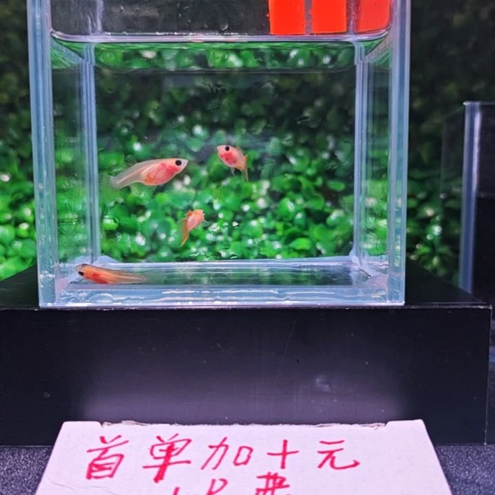 孔雀鱼幻彩玻璃猫标体 孔雀鱼1号