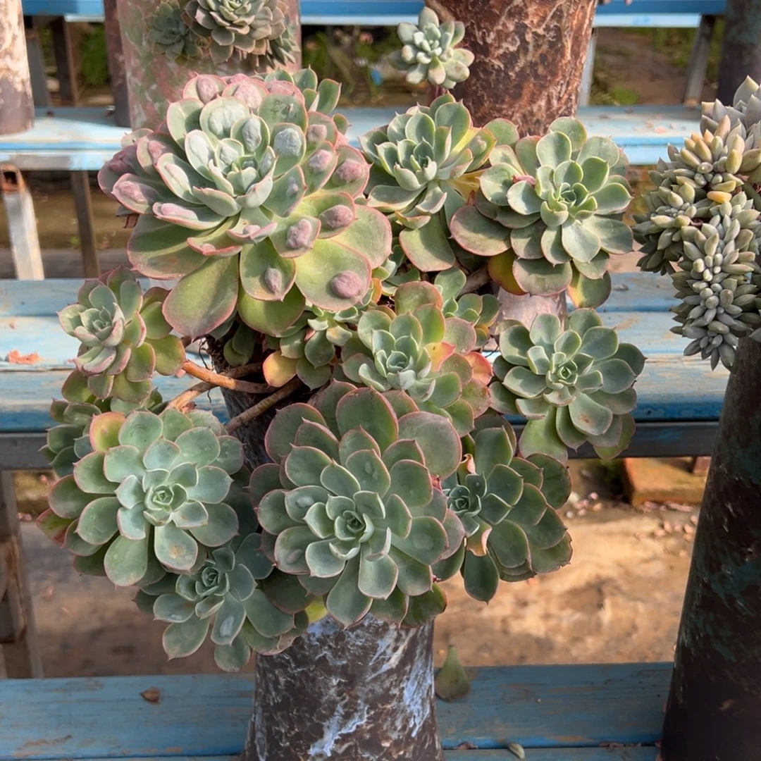 老桩雨滴裸肉发货