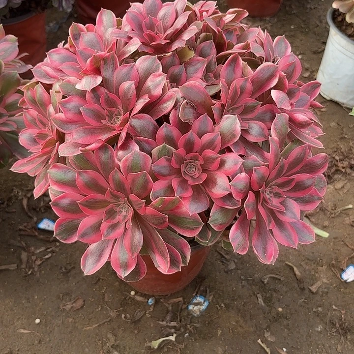 夏***天多肉植物法师女郎29