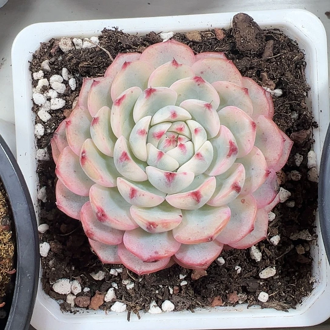 满38 包邮姬莲锦多肉