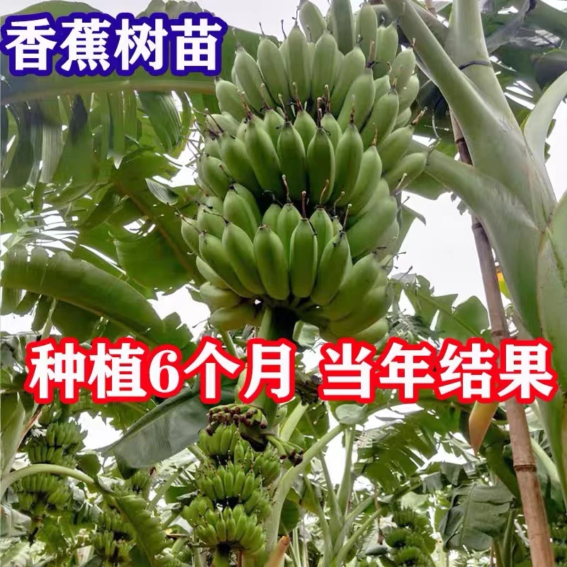 香蕉树苗芭蕉焦苗当年结广西小米蕉树苗红香蕉苗带土带叶