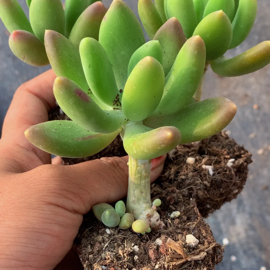 芒果美人。2颗。包邮