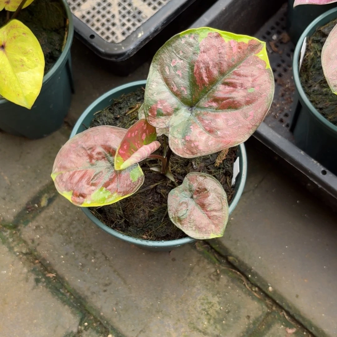 满月泰国彩叶芋66-0904