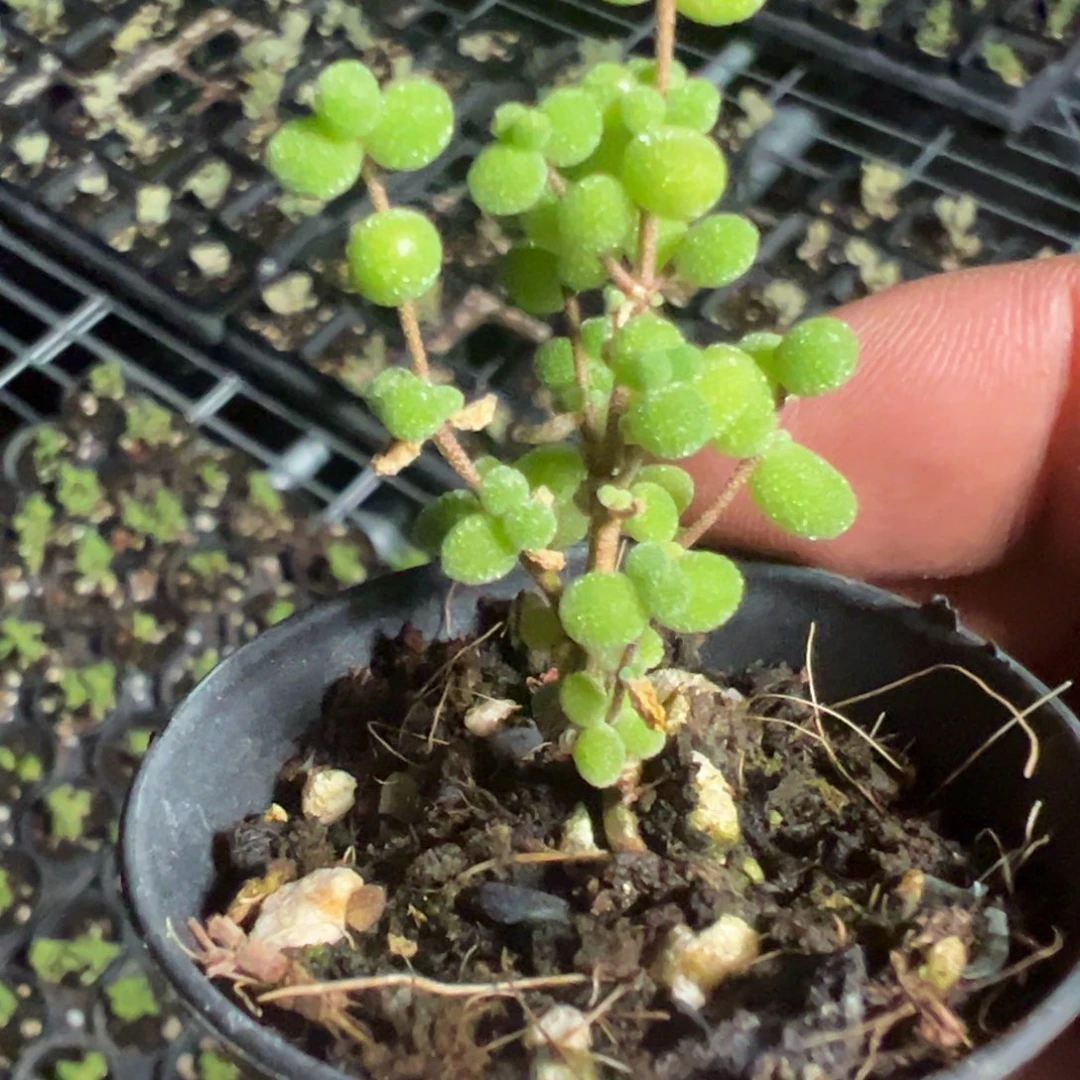 可爱多米粒55杯老桩福利