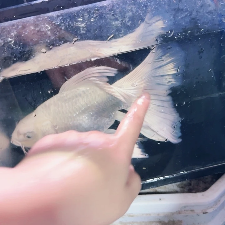 向***活海水鱼蝴蝶鲤包邮60