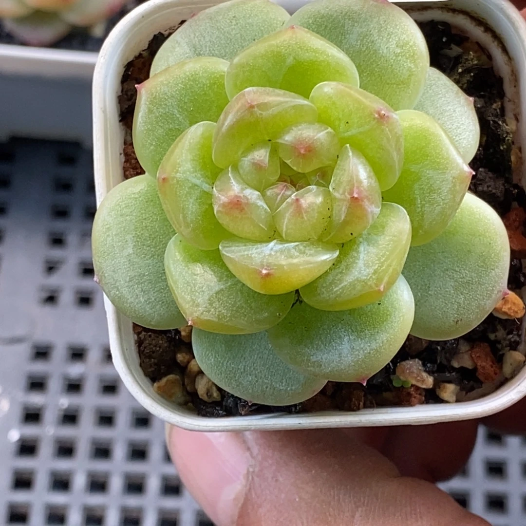 天官赐福百无禁忌