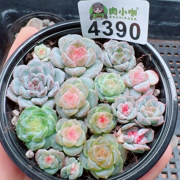 多肉植物多肉植物