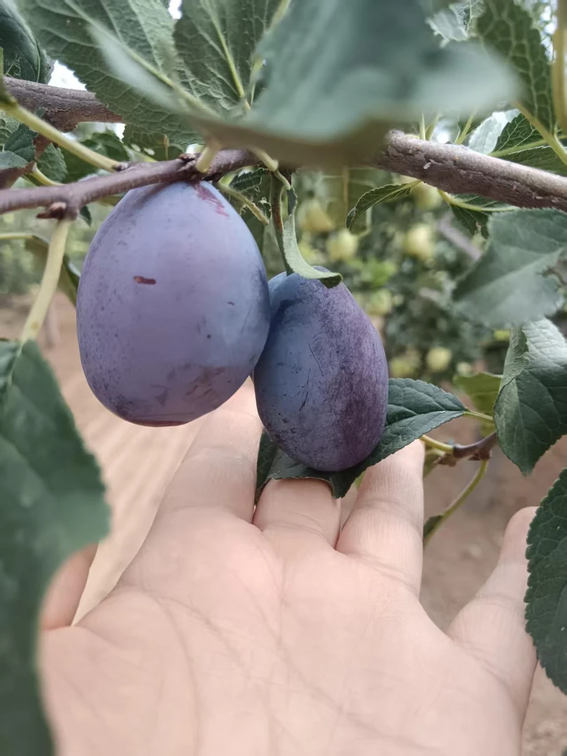 韵达山西榆次紫坑村新鲜应季现摘大西梅饱满多汁酸甜可口孕妇水果