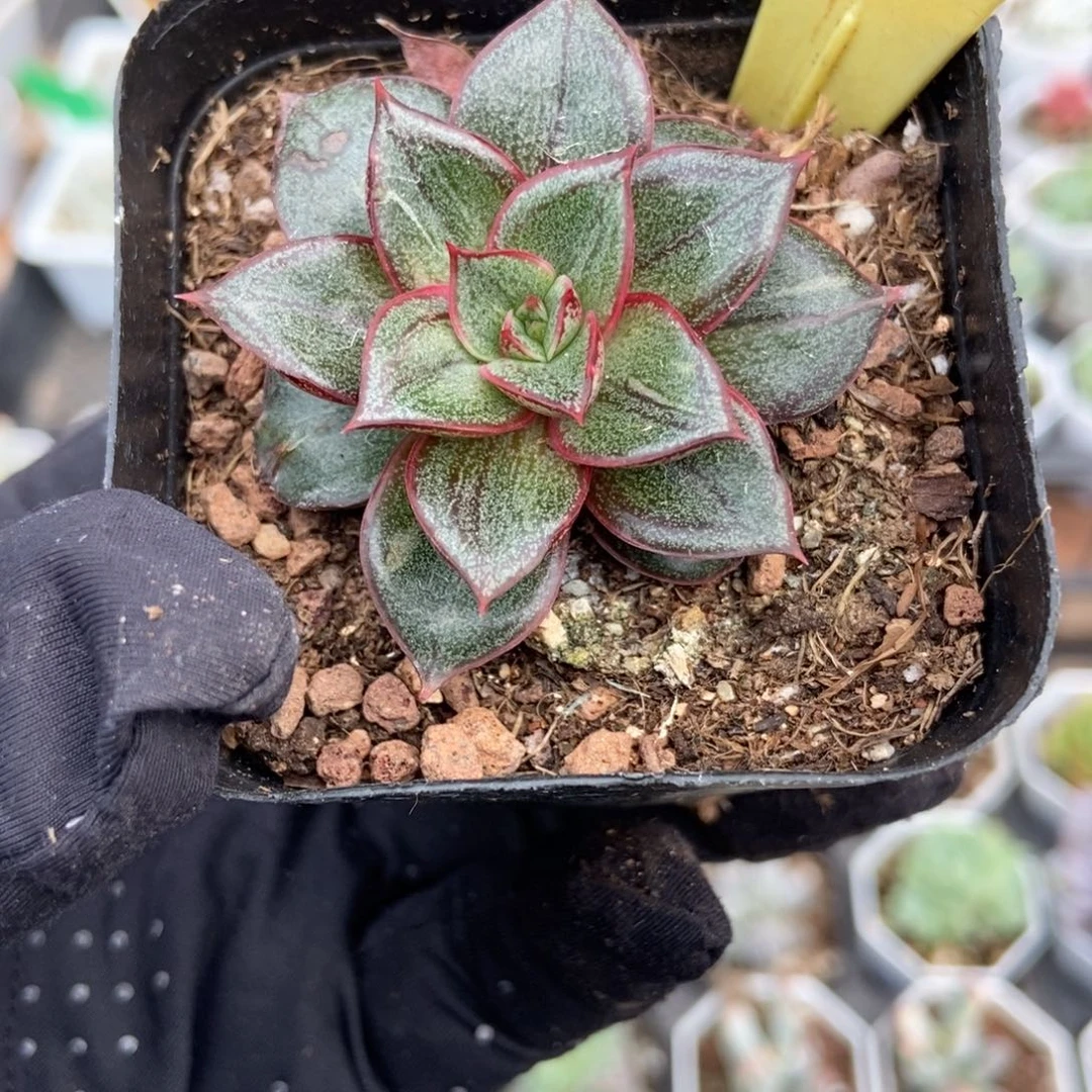 2053麒麟座多肉植物