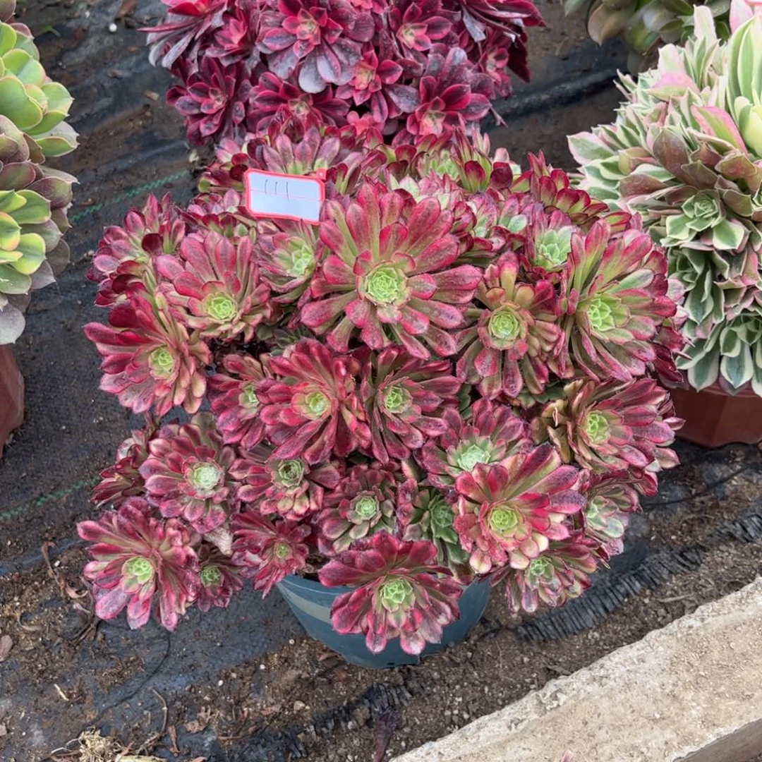 111多肉植物祝融