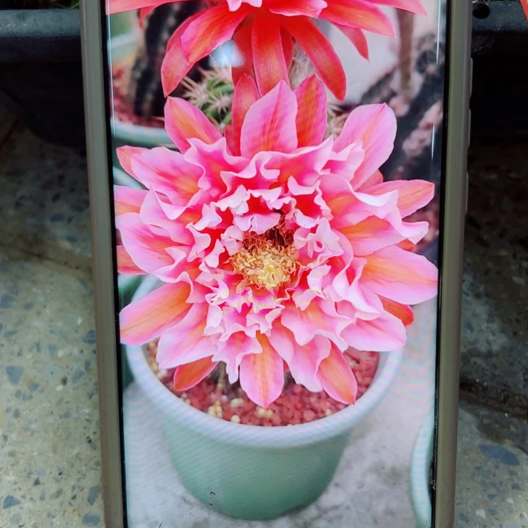 下56毛城堡歪无根侧芽5公分左右20包邮