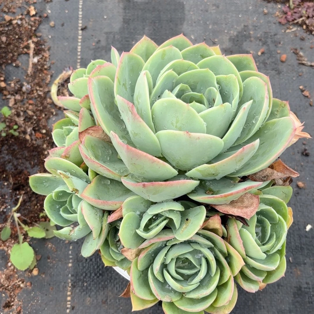 甜*51号老庄多肉植物