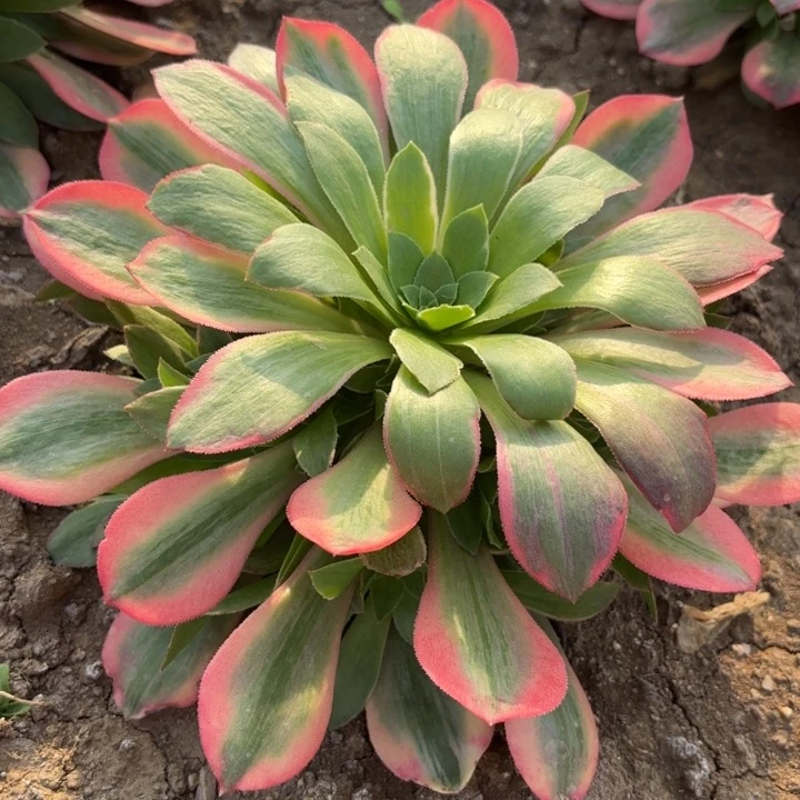 女妖小手捧量拍一颗