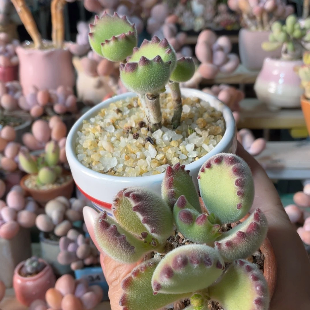 小***吖多肉植物的生长发育与生长发育第三