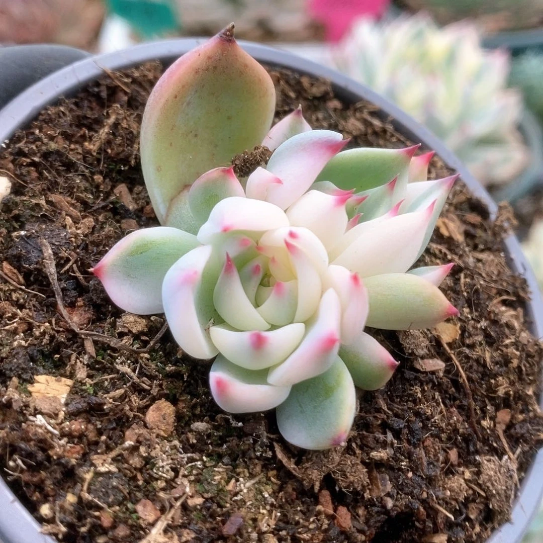 064锦锦锦锦锦锦锦