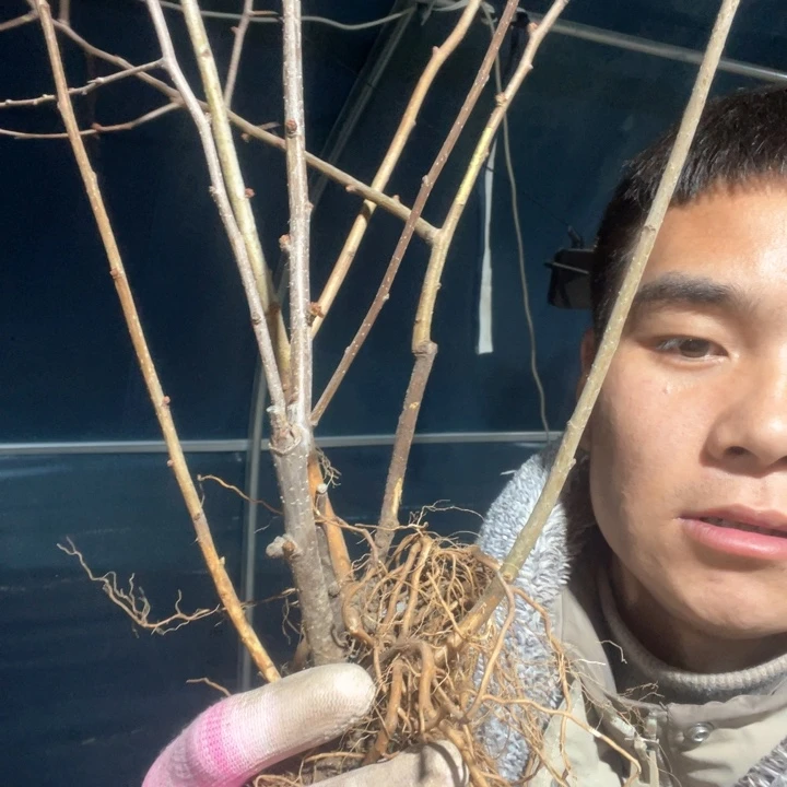 原生长寿宝海棠花一颗