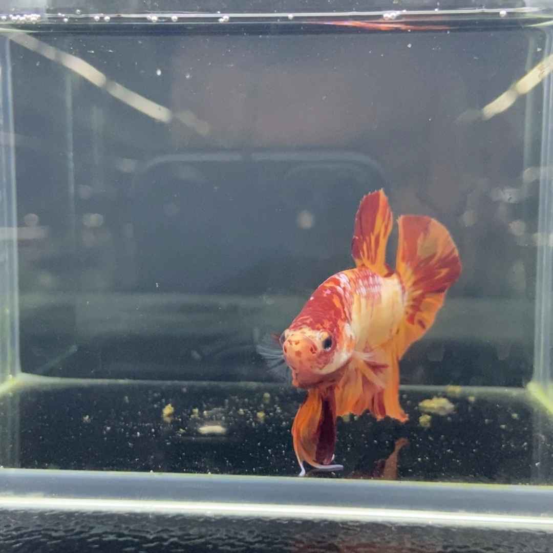 斗鱼包活不包损所见即所得605