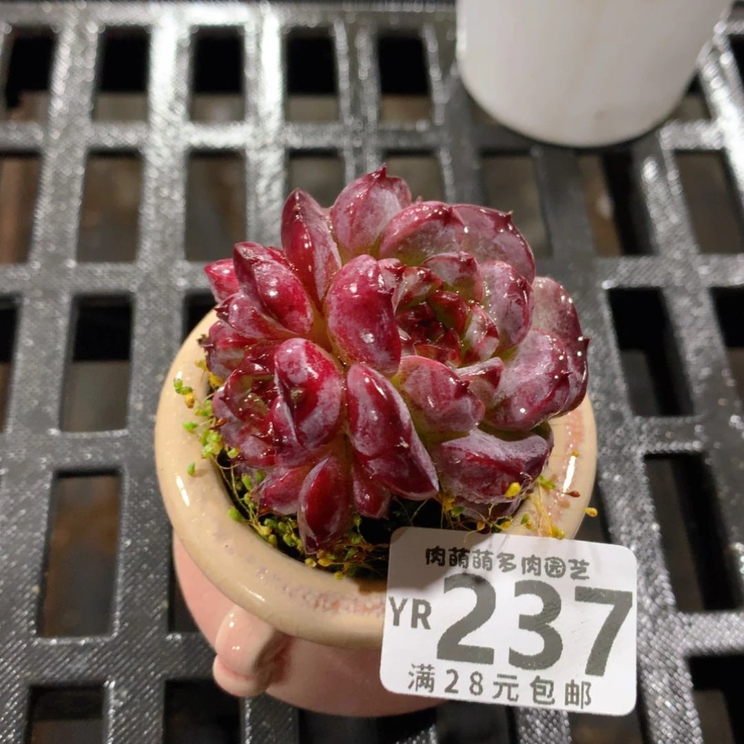 肉萌萌拇指盆精控多肉YR237