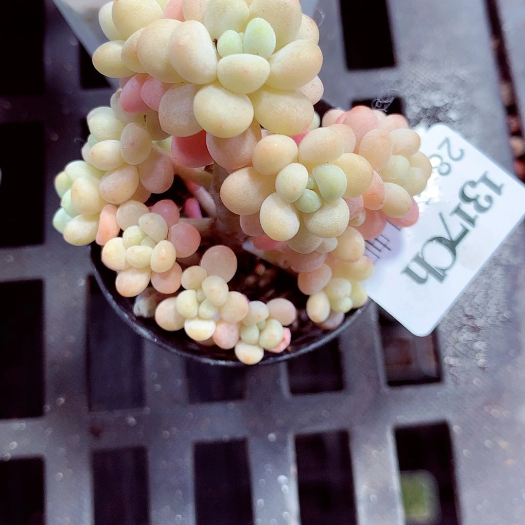 5厘米盆精控多肉1317