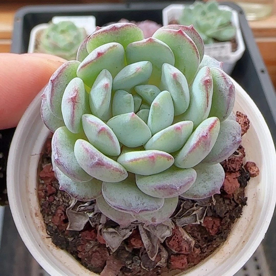 多肉0924--55点绛唇